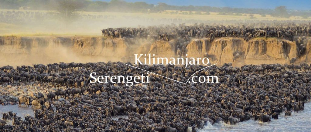 front-migration