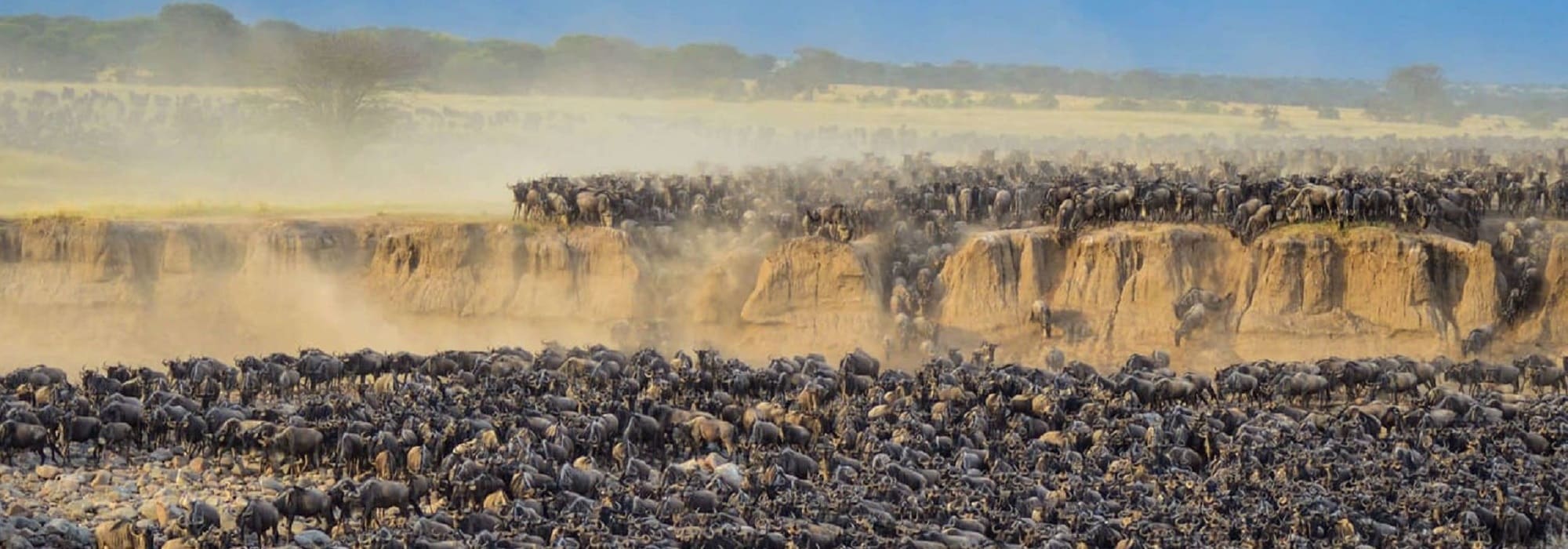 migration